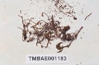 藏品(木苔)的圖片